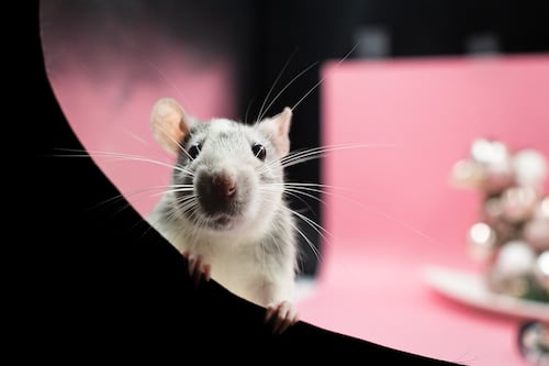 Nueva York reporta aumento de leptospirosis, una infección causada por orina de rata