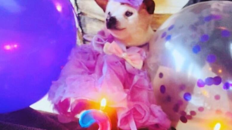 Se trata de una perrita muy adorable