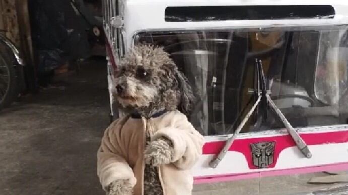 Un vehículo muy creativo para trasladar a tus mascotas