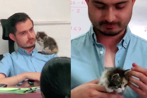 El profesor más gentil: Accedió a cuidar el gato de una alumna mientras hacía un examen