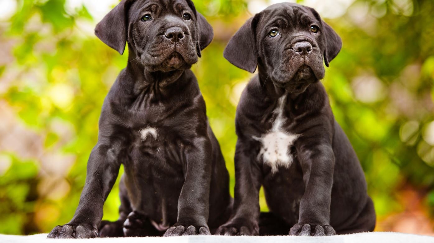 Se muestran dos cachorros de Cane Corso negros.| Fotografía de archivo de Adobe