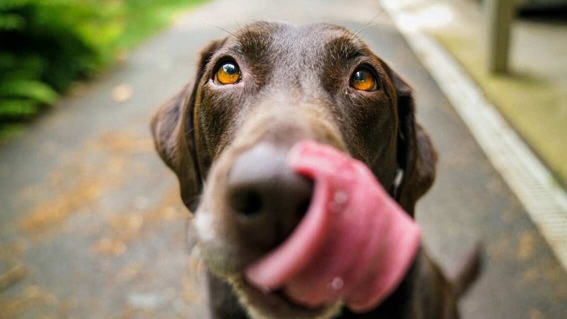 Una forma muy graciosa en la que el perrito pasea a su amo