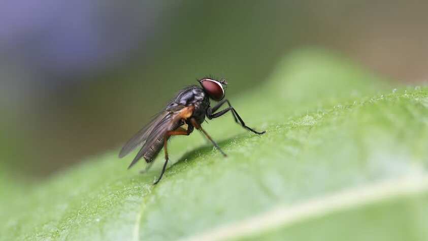 Aplica este remedio casero contra las moscas y prueba si funciona