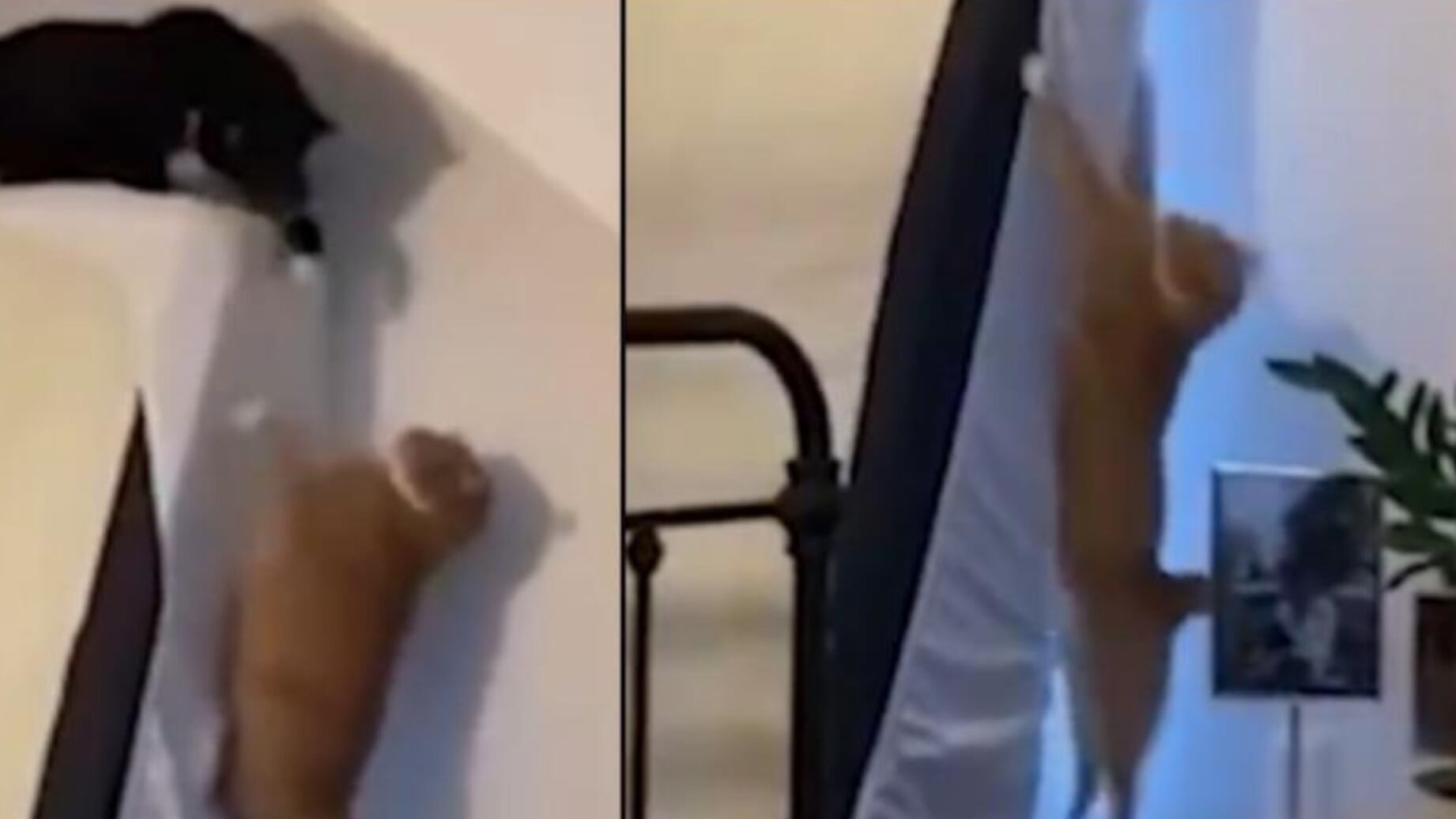 Los gatos son seres enigmáticos