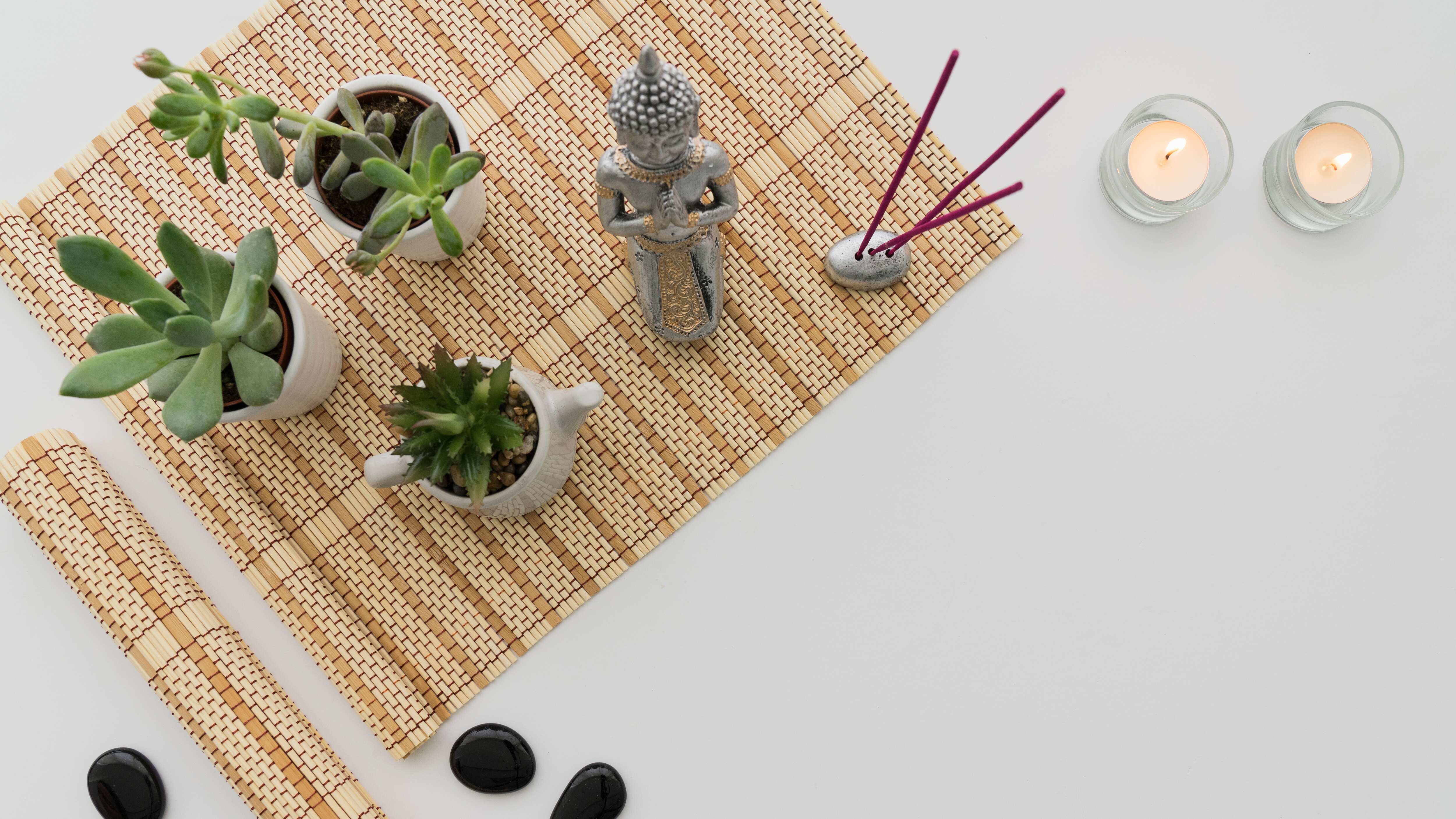 Feng Shui: as plantas que você deve ter em casa para afastar a inveja