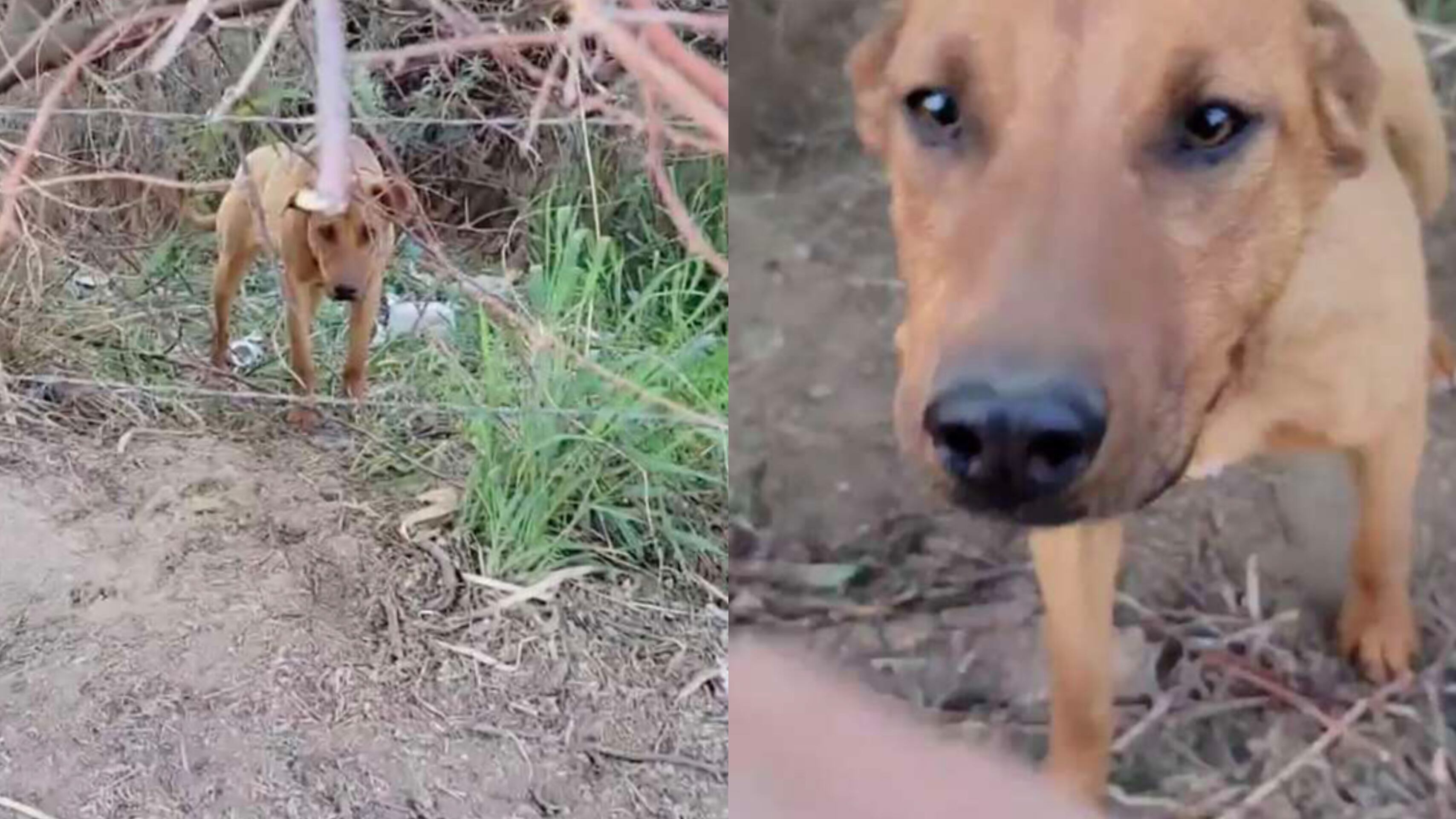 Zoomí