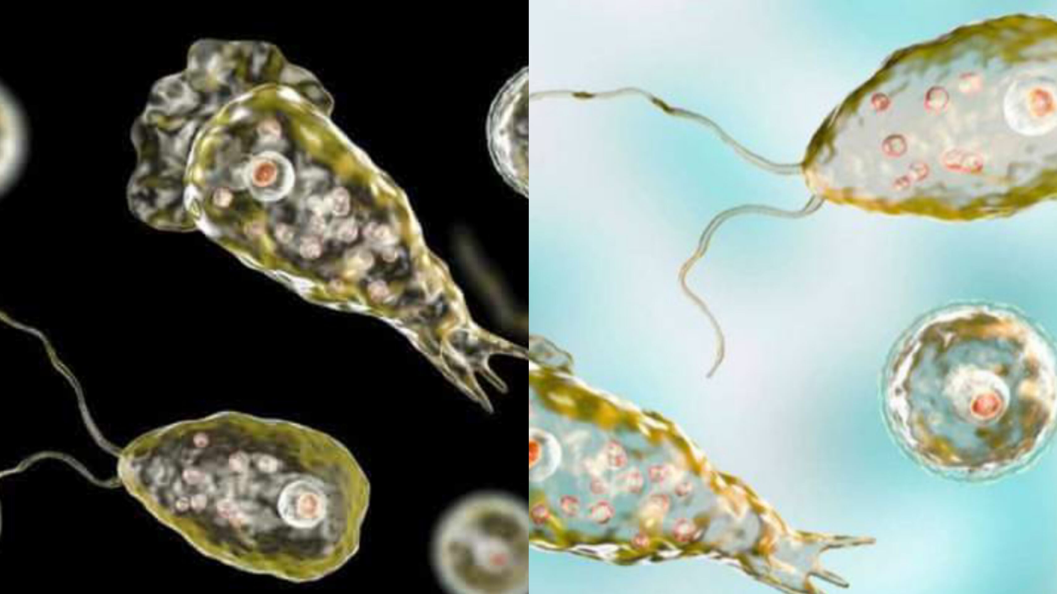 Ameba devoradora de Cerebros