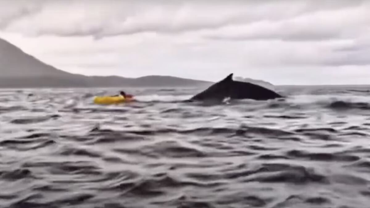 VIDEO. Ballena jorobada se traga a un joven