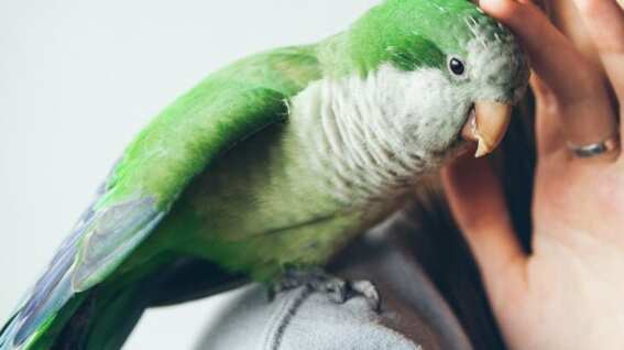 La "gripe del loro” se ha propagado en varios países.