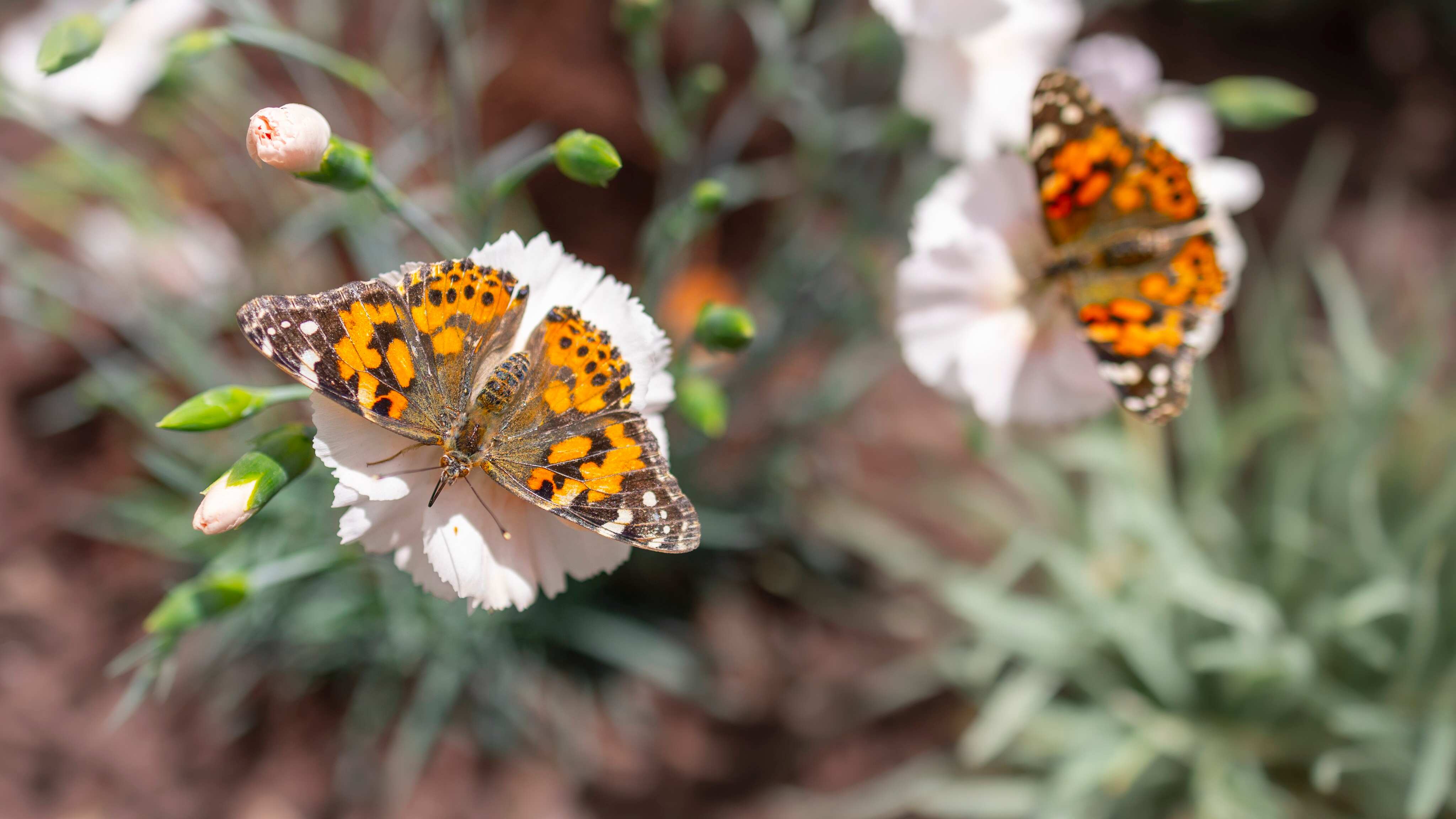 Jardín de mariposas en Fresno Chaffee Zoo | Foto: Twitter