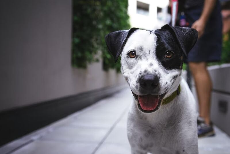 Debes adecuar tu espacio para la nueva mascota