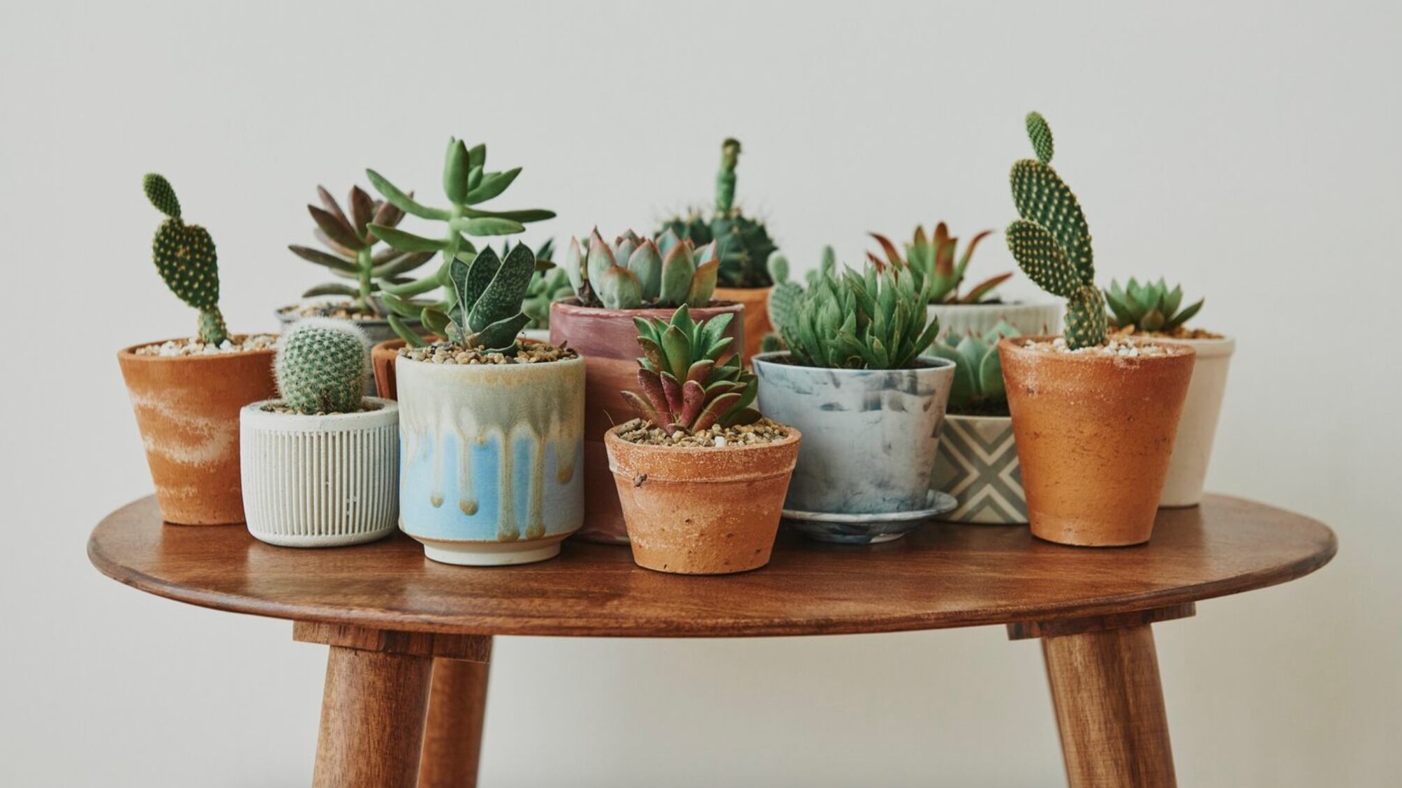 Las plantas le dan vida a los espacios