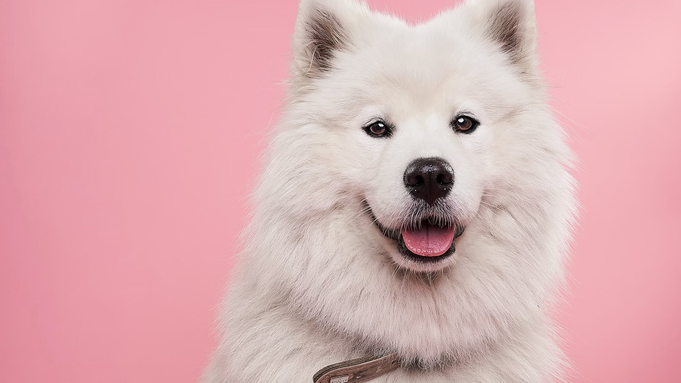 Hay que tener cuidado al adoptar mascotas