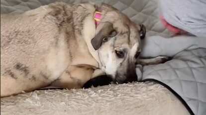 Perrita llora por la muerte de su hermano