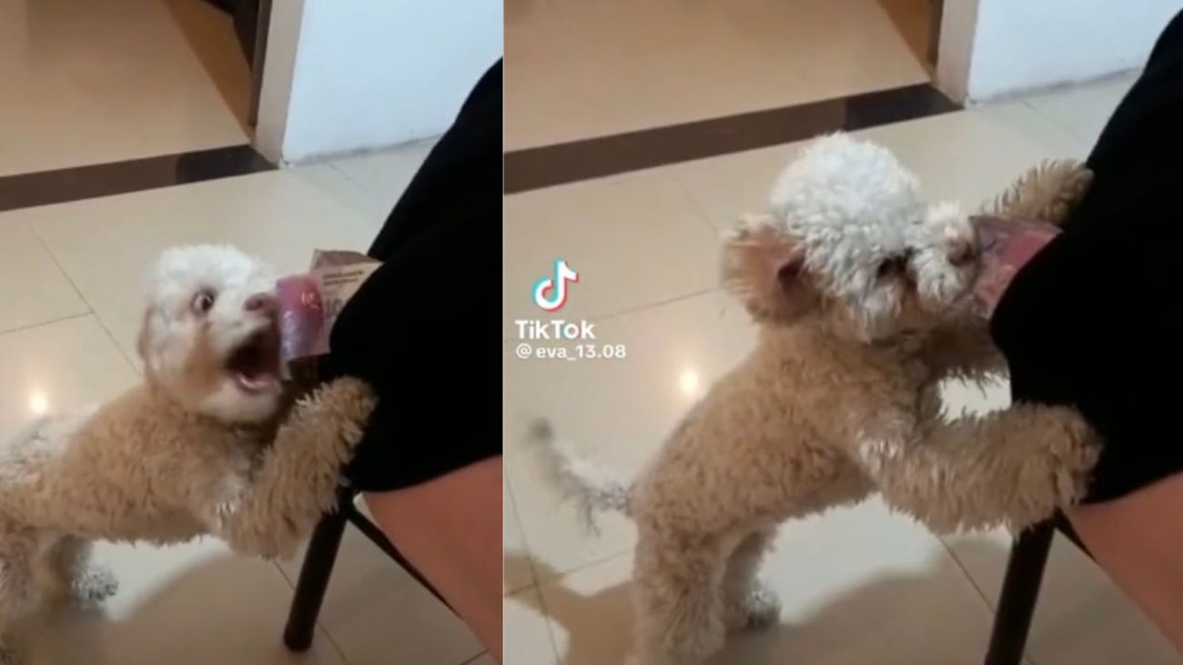 Esta mascota causó sensación en redes