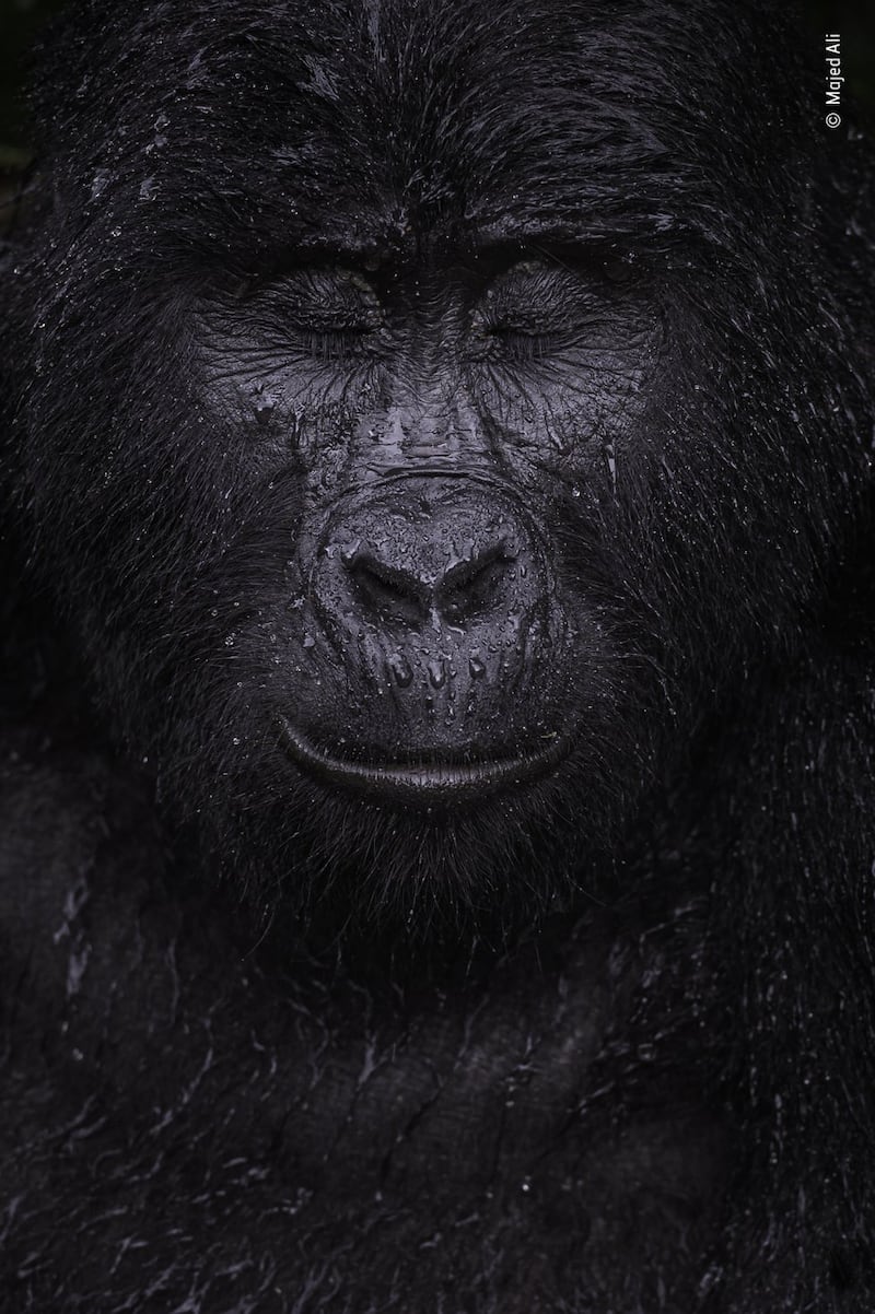 Ganador de la categoría Retratos de animales