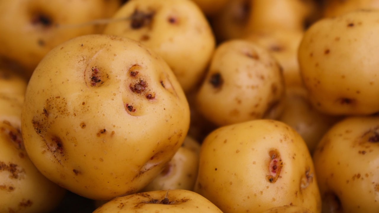 La increíble versatilidad y riqueza nutricional de la papa la hacen un pilar esencial para la sseguridad alimentaria mundial. Foto: Freepik.