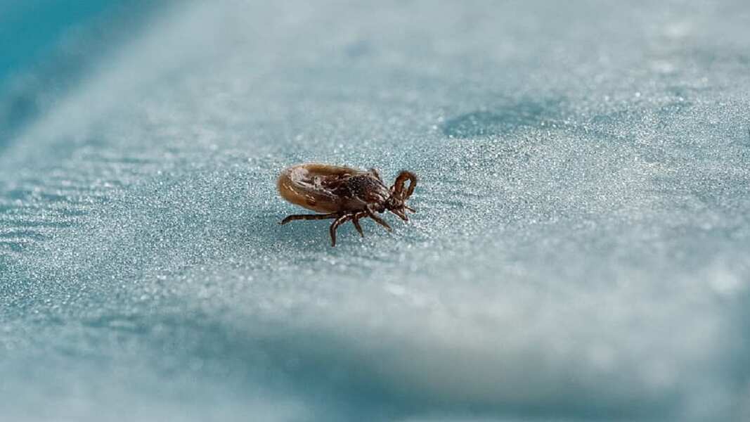Hombre muere de raro virus tras sufrir la picadura de una garrapata