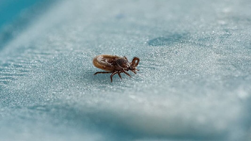 Hombre muere de raro virus tras sufrir la picadura de una garrapata