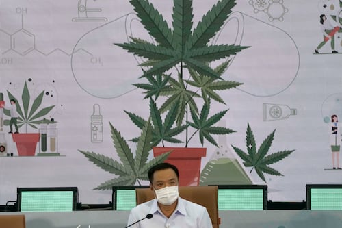 ¿Y México? Tailandia regala un millón de plantas de marihuana