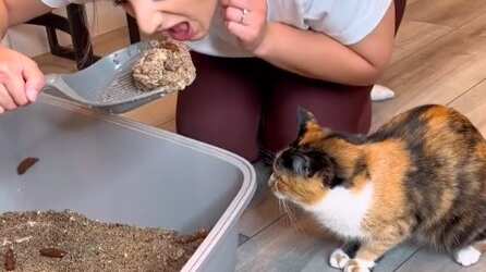 Mujer engaña a sus gatos