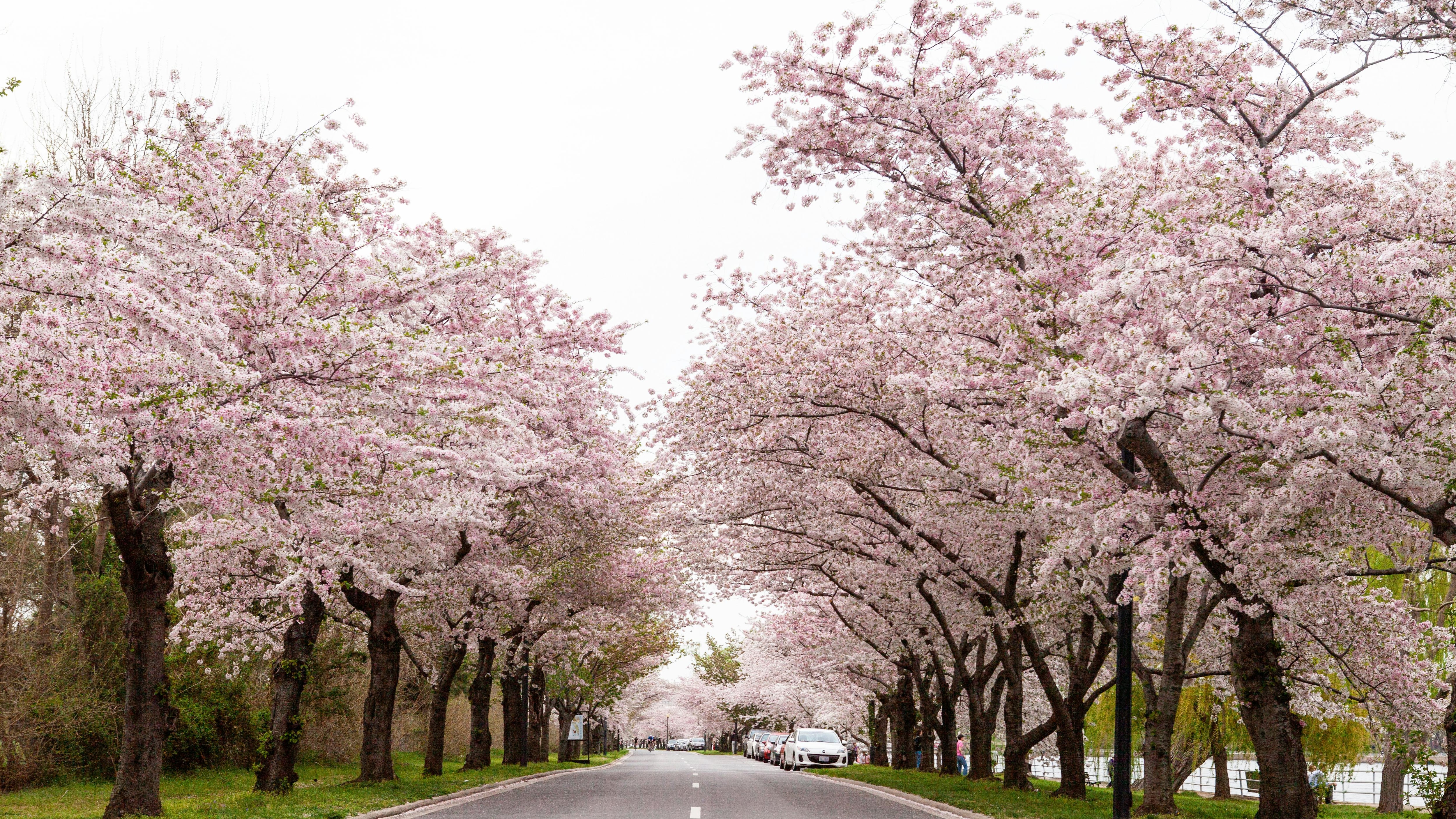 La primavera en Washington, DC, es sinónimo de cerezos en flor. Te contamos todo sobre el Festival, los eventos más destacados y los mejores consejos para capturar la foto perfecta de la floración máxima