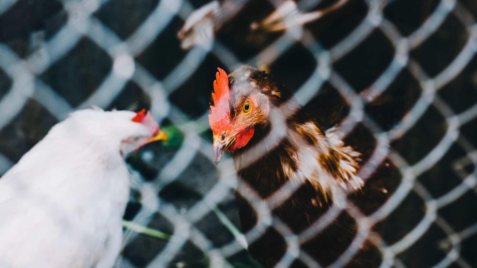 Son similares a los de la gripe