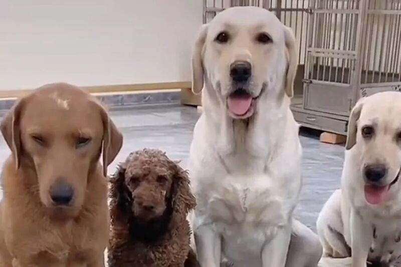 Los perritos son de las mascotas más traviesas