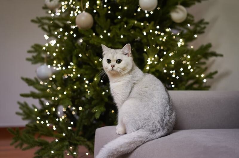 Los árboles resultan muy llamativos para los gatitos