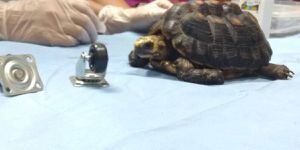 Médicos descubren que mujer tenía una tortuga en sus genitales