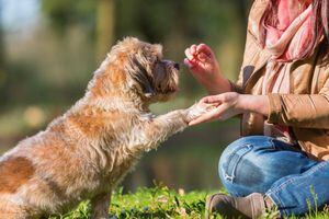 Ciência revela que os cachorros detectam 'a maldade das pessoas'