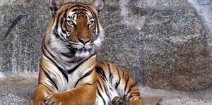 Tigre “renunció” a sus instintos al pedir ayuda a los humanos pero no pudo evitar el fatal desenlace y murió debido a sus enfermedades