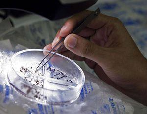Detectan primer caso de transmisión sexual de dengue en España
