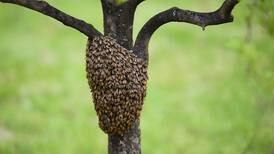 Hombre muere tras ser picado por enjambre de abejas mientras colgaba de un árbol con un arnés