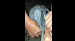 Vídeo angustiante registra difícil resgate de pelicano com anzol preso no bico durante a noite