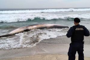 Encuentran ballena franca de 9 metros muerta en la playa Luna de Puchuncaví