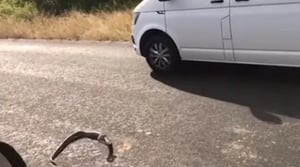 Vídeo mostra como cobra invade carro no meio da estrada