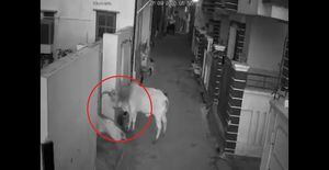 Vídeo registra momento surpreendente em que jovem salva avó de ataque de touro