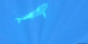 Impressionante vídeo gravado por pescador registra grande tubarão-branco nos Estados Unidos