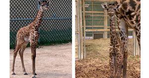 Vídeo mostra filhote de girafa brincando alegremente com a mãe