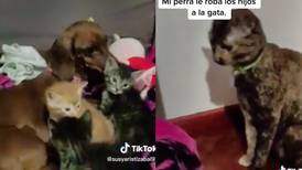 Perrita se “roba” los cachorros a una gata y se hace viral