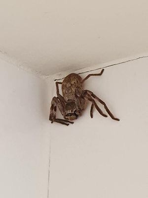 Mujer se iba a bañar y encuentra una enorme araña en plena ducha en Australia