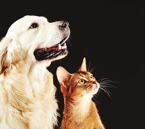 La variante británica del coronavirus afecta a perros y gatos