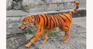 Gato por lebre: cão é pintado com listras para parecer tigre