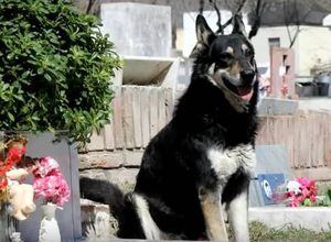 Argentina: murió Capitán, el perro que vivió 10 años en el cementerio junto a la tumba de su dueño