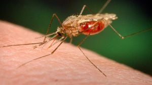 Malaria en Chile: Decretan riesgo sanitario en el norte del país por dos casos de la enfermedad