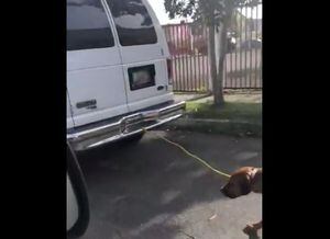 Investigan caso de perro arrastrado por taxista