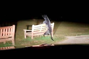 Polícia busca pantera negra de quase dois metros solta em parque, mas descobre bicho de pelúcia