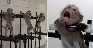 Vídeo chocante em que macacos gritam de dor é divulgado por espião que denuncia testes em laboratório alemão