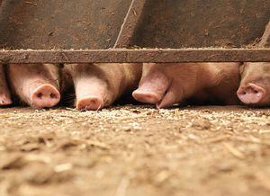 Orden federal permitirá llevar algunos productos con cerdo a Estados Unidos